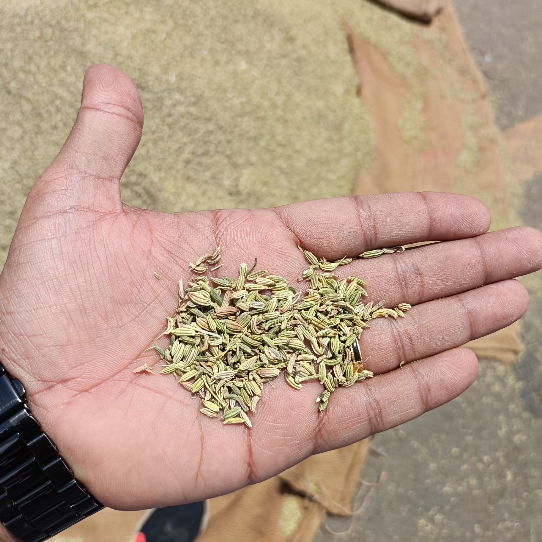 Hand holding a green fennel-family sample during market observation