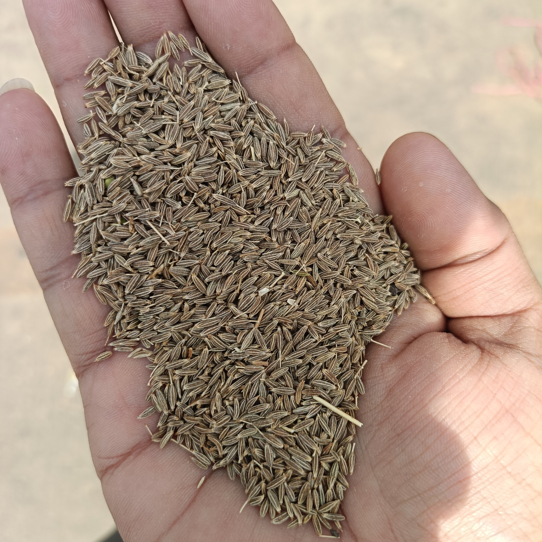 Hand holding a representative cumin sample during market visit
